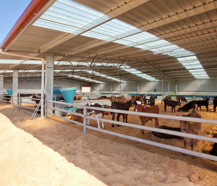 Clovelly Calf Shed 32